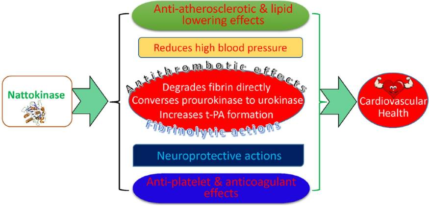 mainly effective for nattokinase