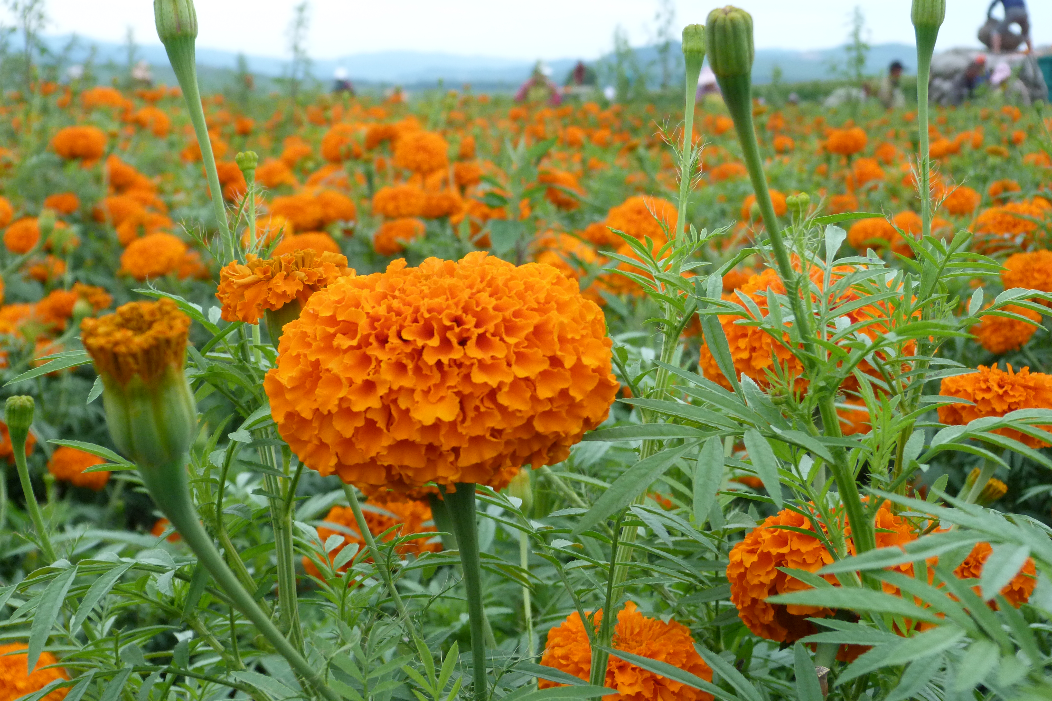 marigold extract.jpg