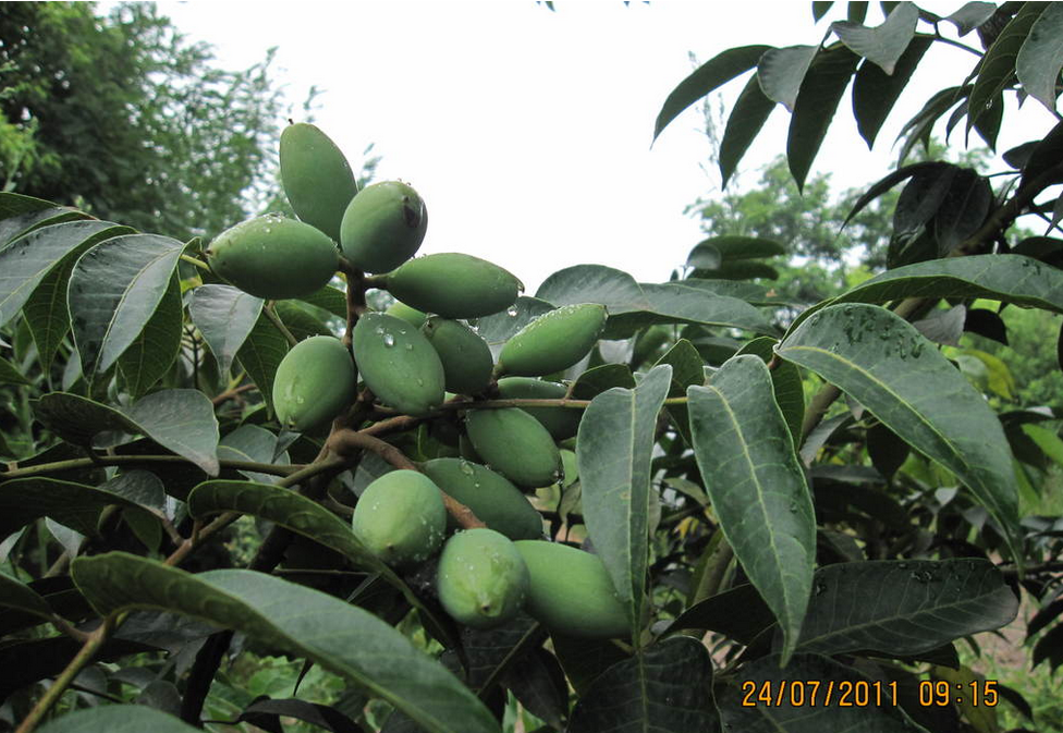 planting base of olive leaf extract.png