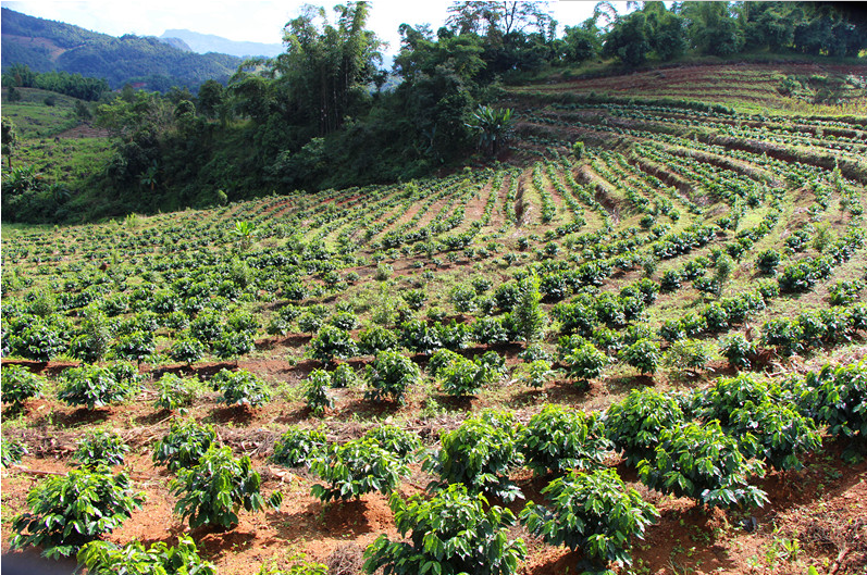 gap planted base for green coffee bean extract.png