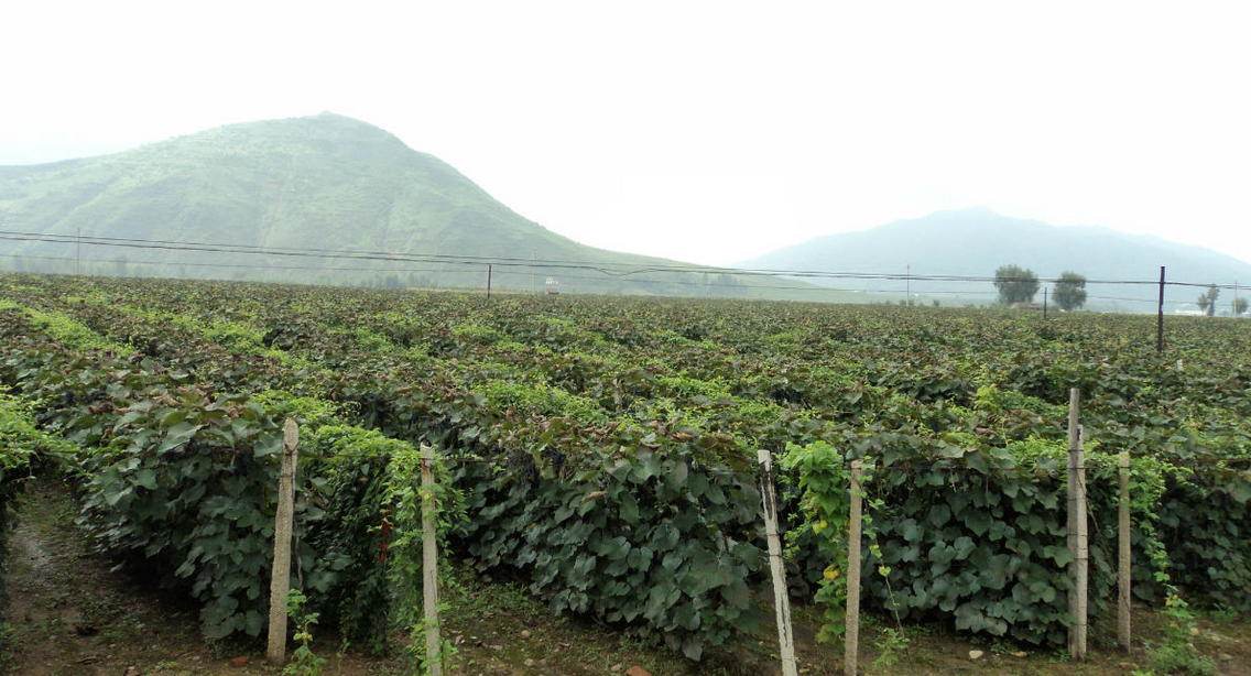 planted base of Polygonum Cuspidatum Extract.png