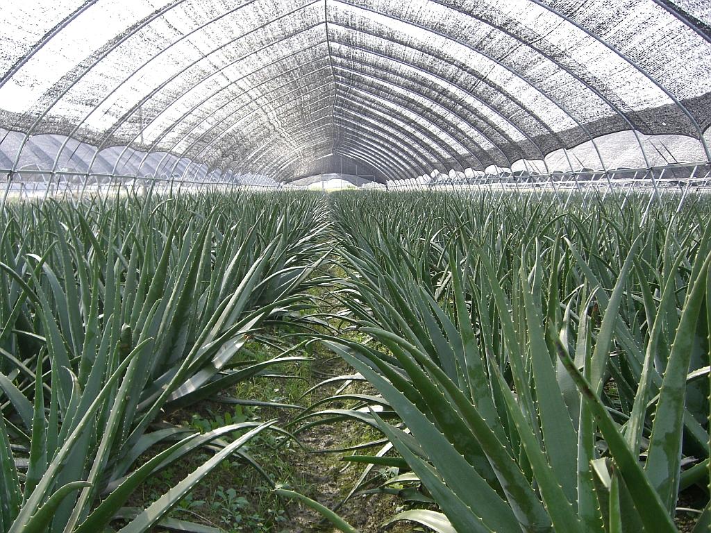 aloe vera extract powder planted base.jpg