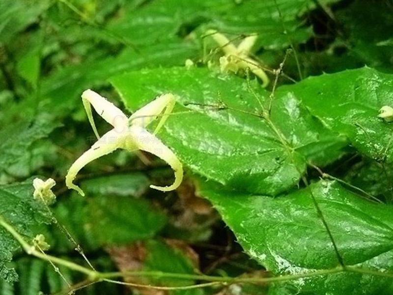 epimedium extract from MIGU