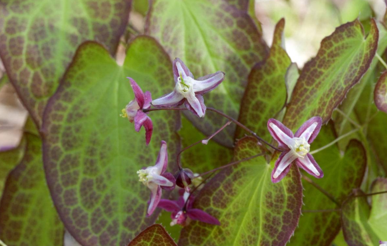 effect of combination of Epimedium and Ligustri Lucidi Fructus