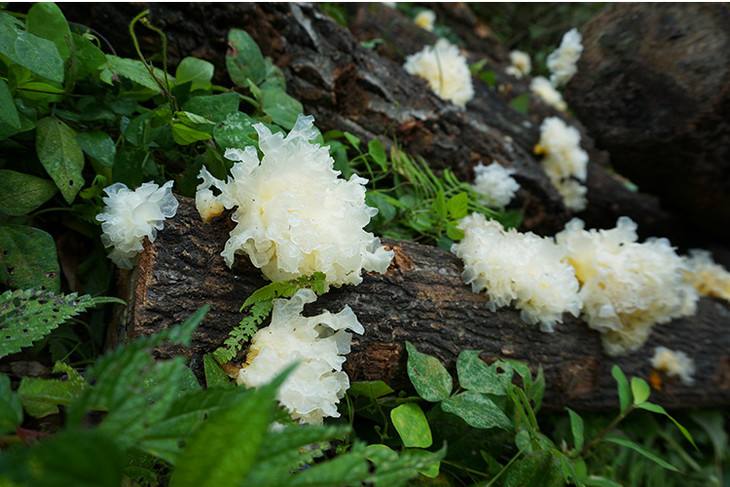 natural's growing tremella 