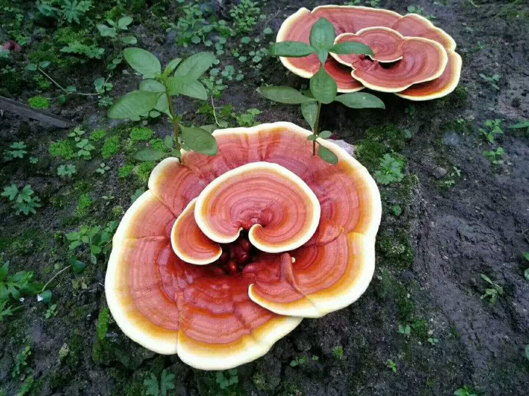 How long can ganoderma lucidum extract take to enhance immunity