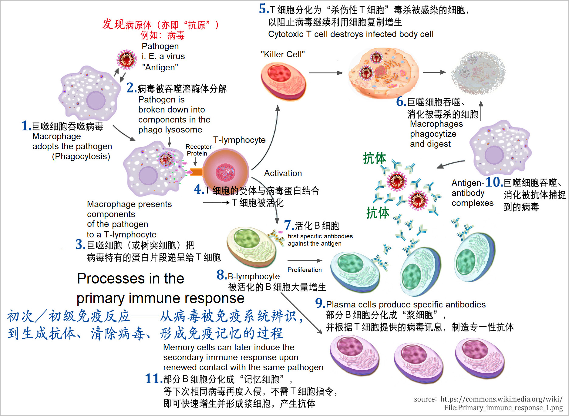 Ganoderma Lucidum More Needed in Post Epidemic Era. png